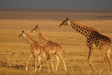 The Best Masai Mara Safari From Nairobi