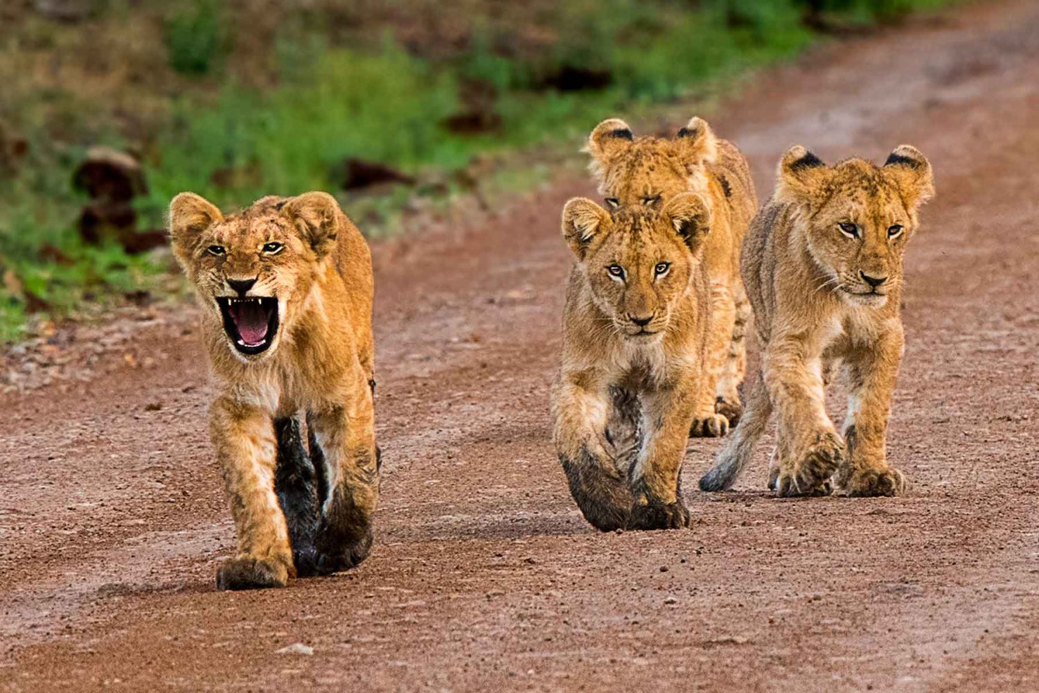 Here-we-Come-These-4-lion-cubs-were-just-strolling-down-a-dirt-road-in-Kenyas-Maasai-Mara-National-Park-1500x1000