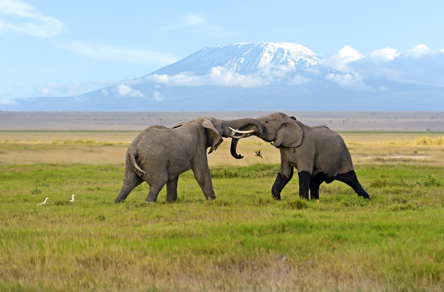 two-male-elephants-fighting-in-Amboseli