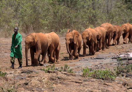 Visiting the Nairobi Elephant Orphanage