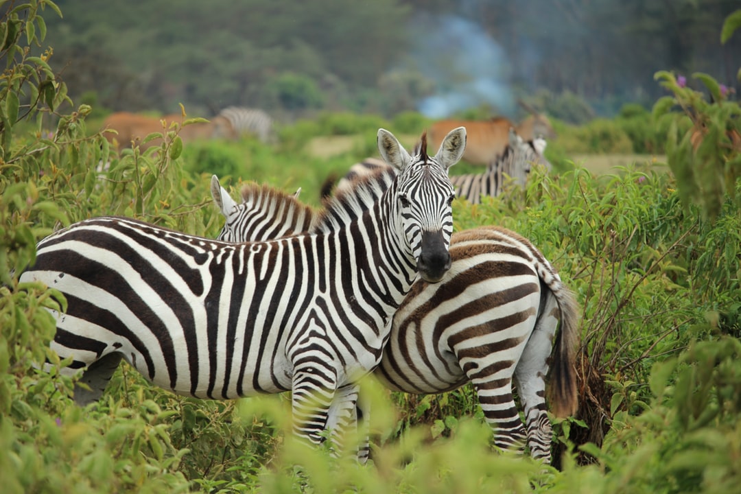 safari to Kenya