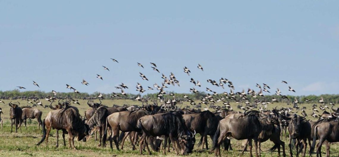 Masai mara safari Kenya